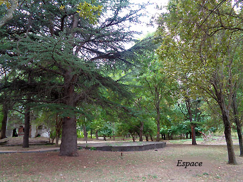 Старые деревья в парке бывшего имения.
